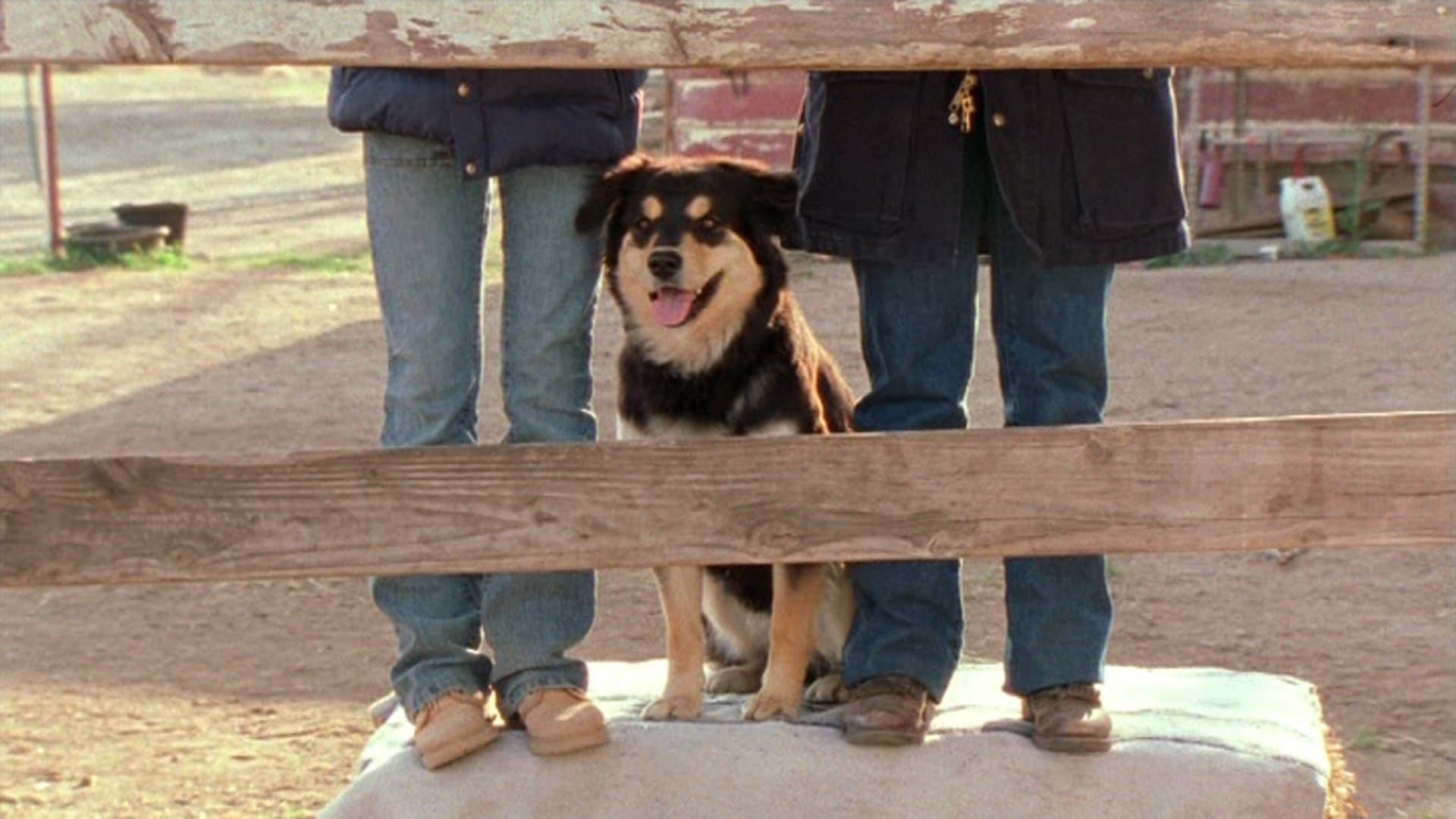 Hollywood, It's a Dog's Life