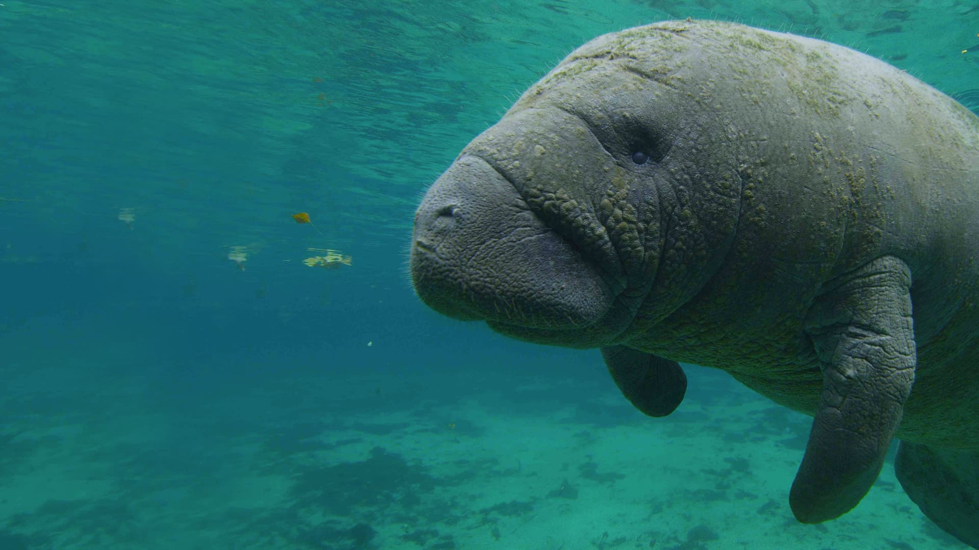 Parcurile naționale din America de Nord