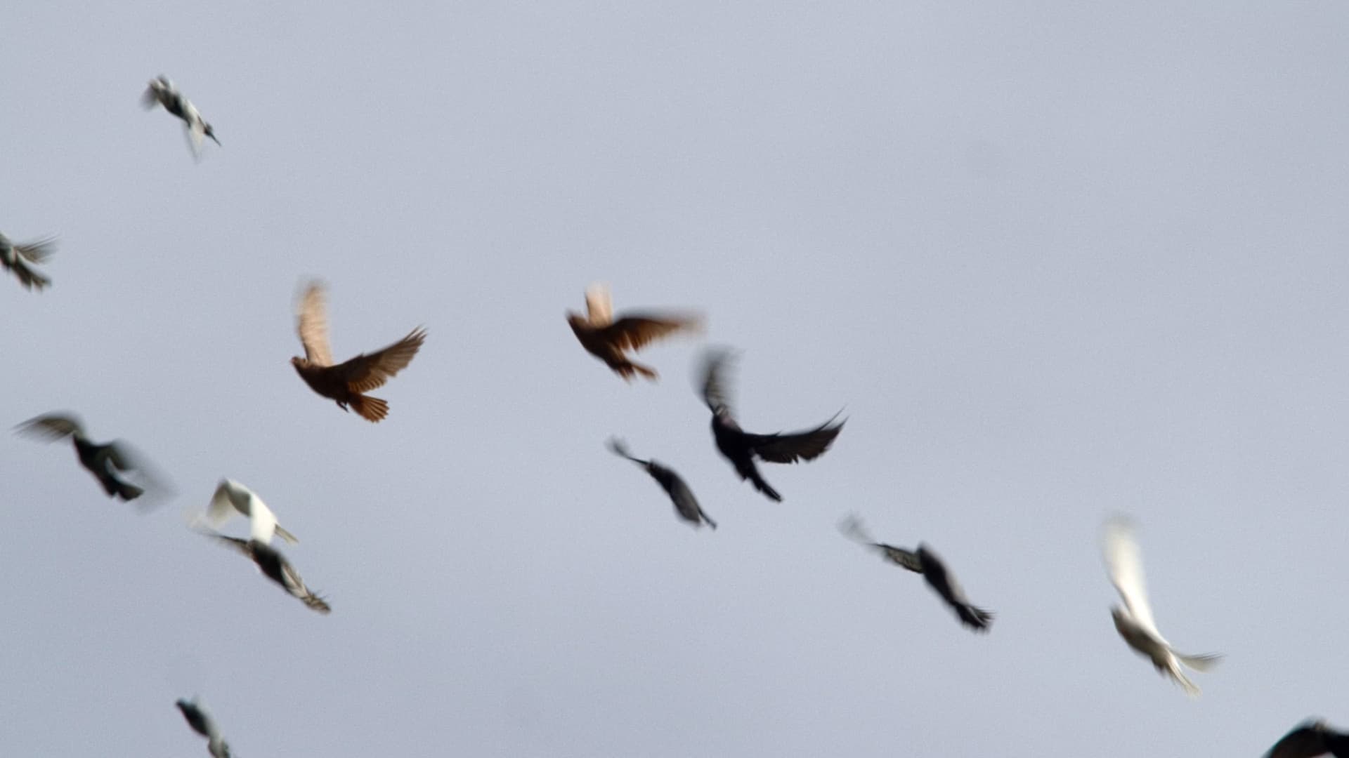 Голубівники Києва