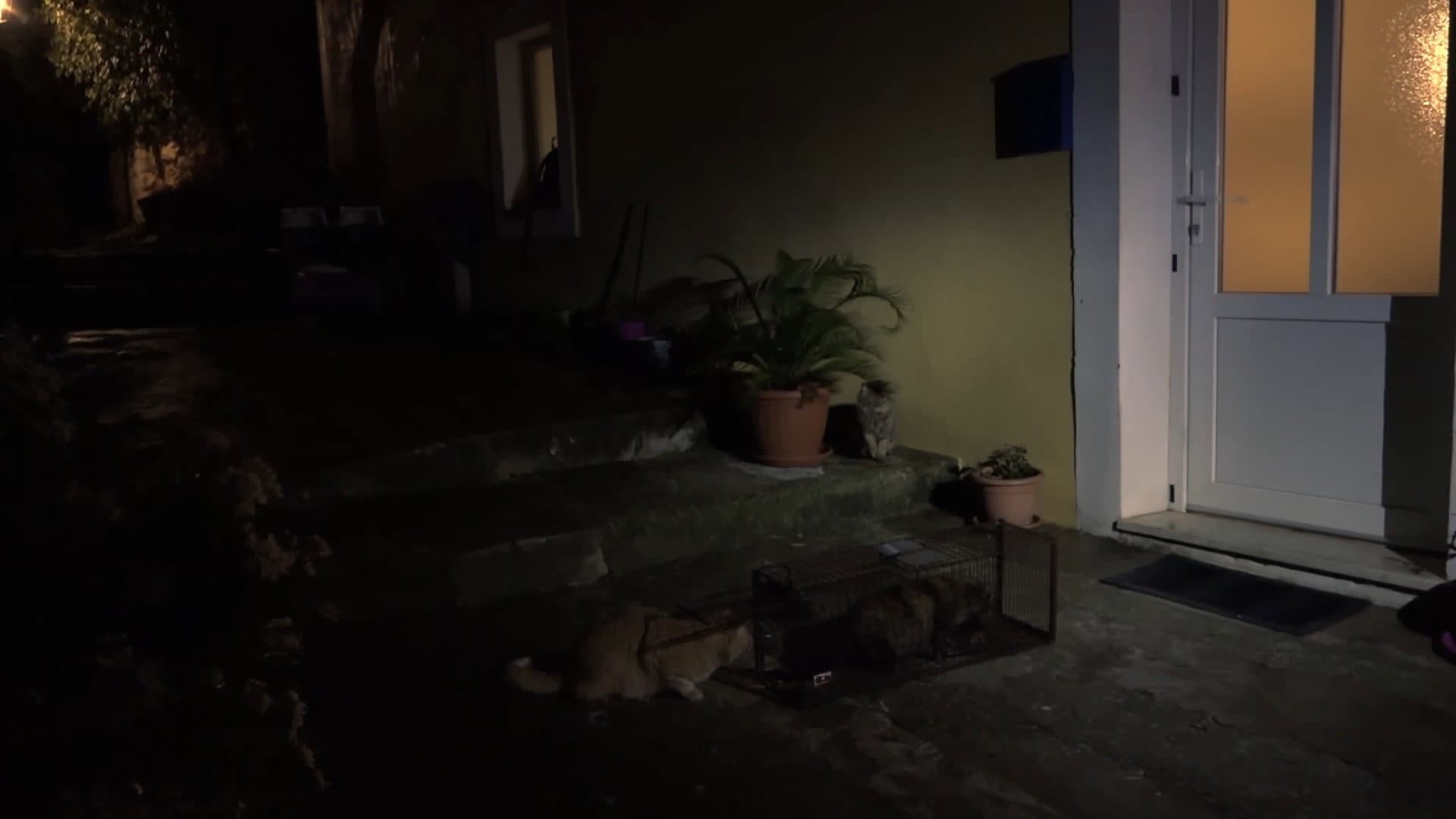 O mačkama i ljudima