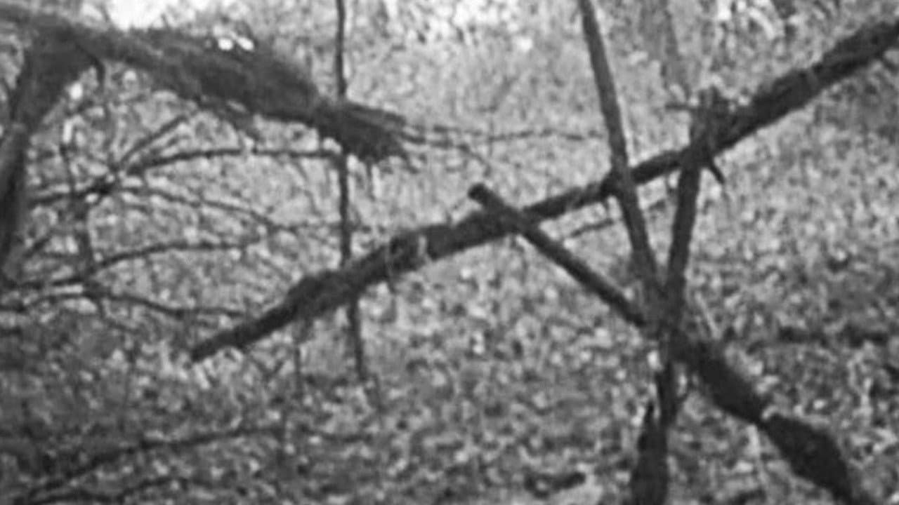 Proiect: Vrăjitoarea