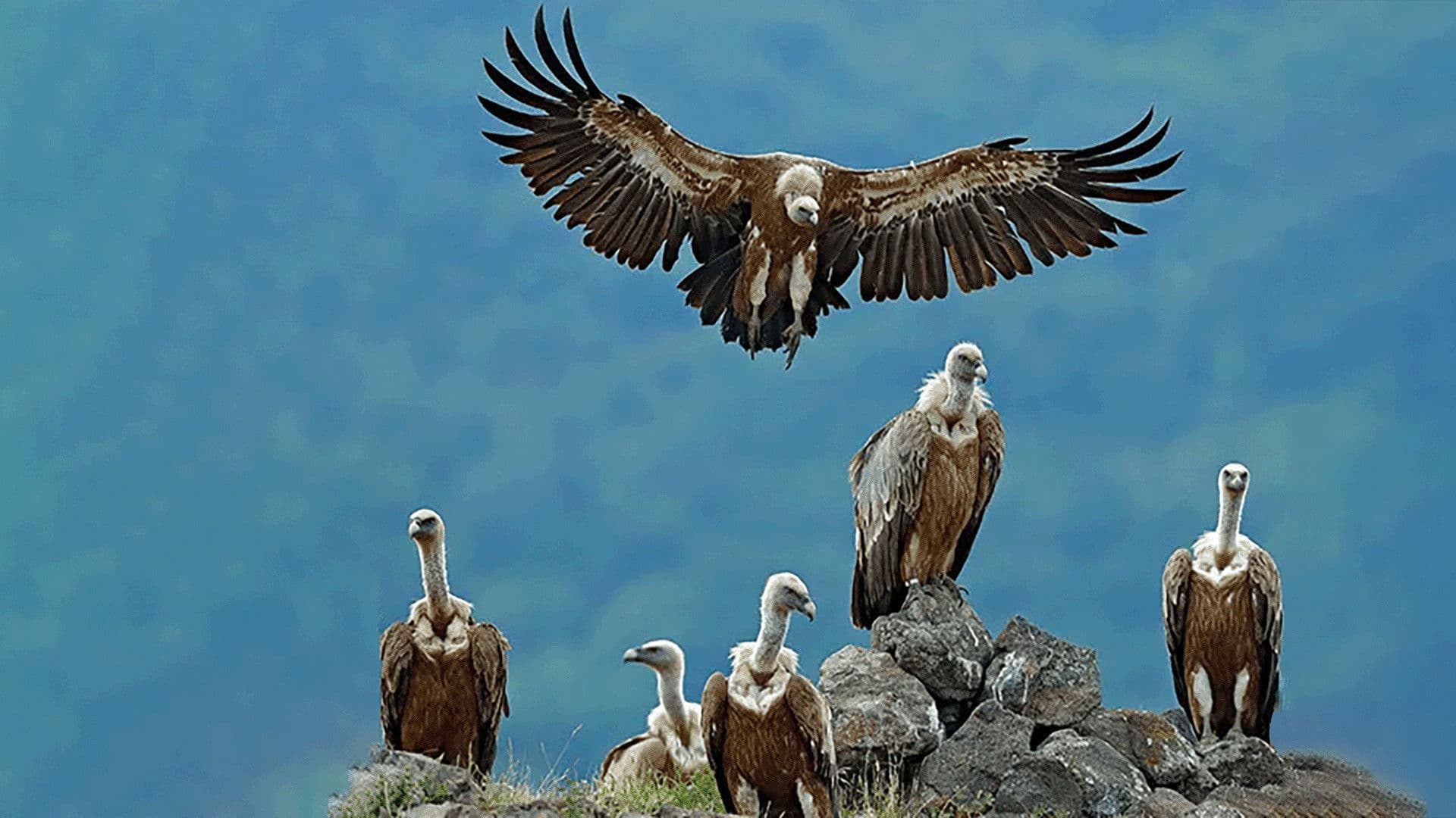 Nature's Clean-up Crew