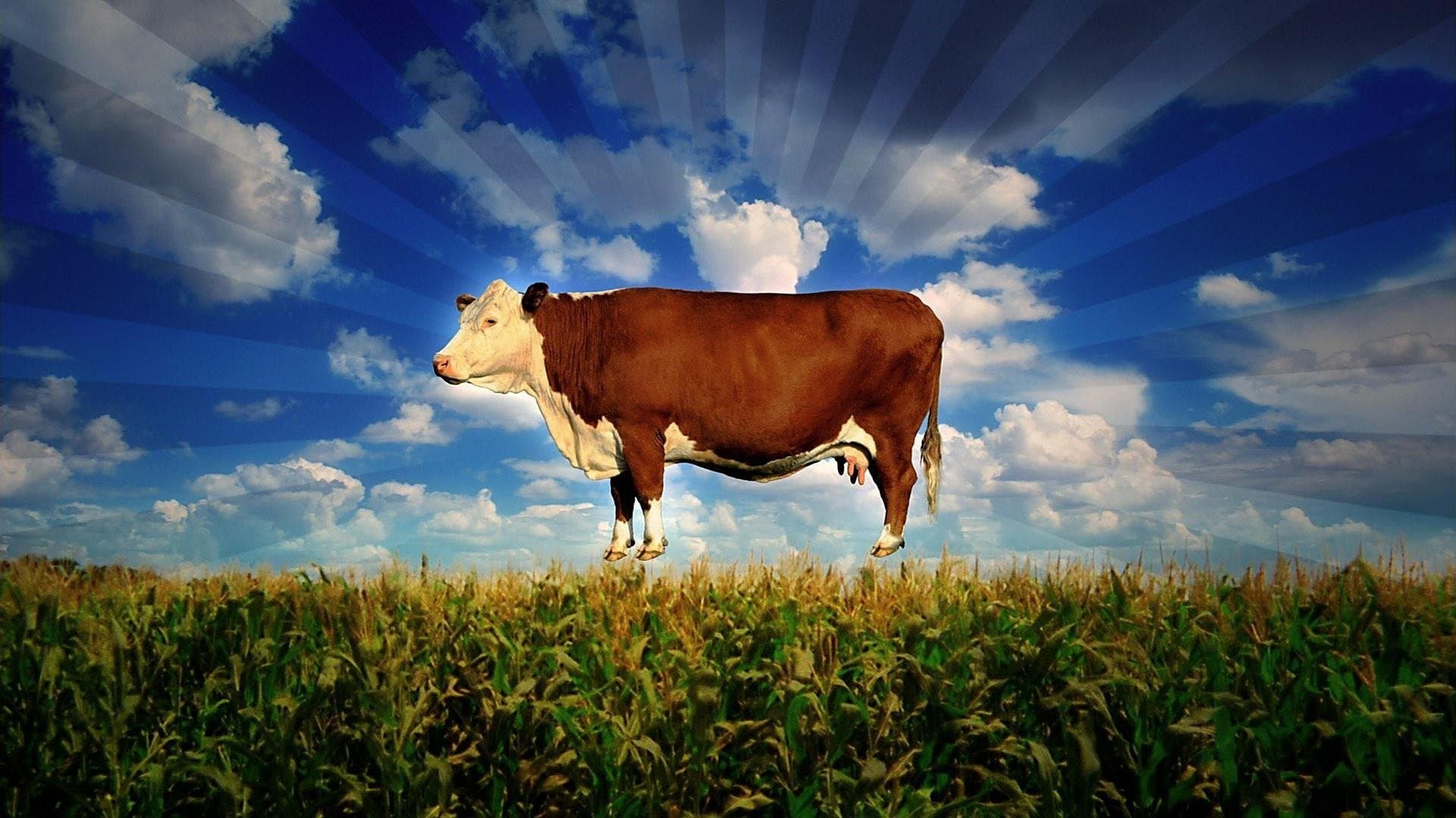 Corporația alimentară