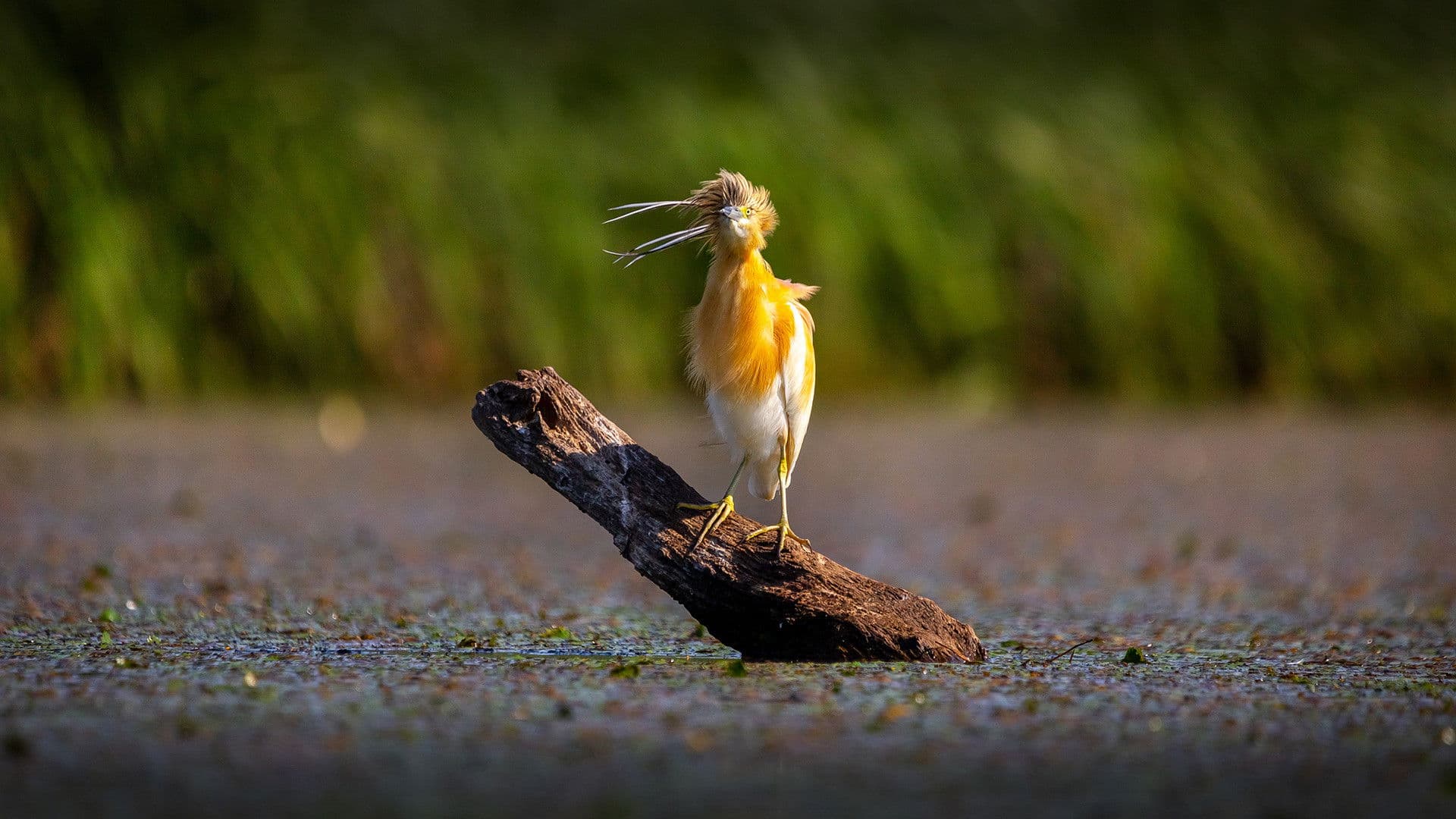 Tisza-tó - Az ember alkotta paradicsom