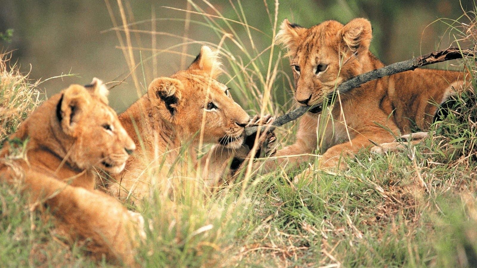 Trăind în libertate