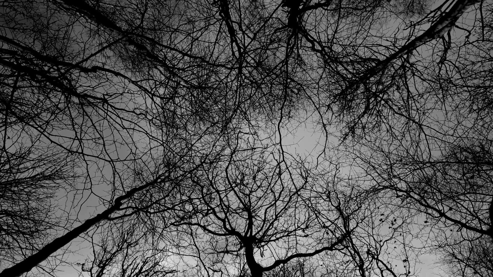 Spectral Tranquility