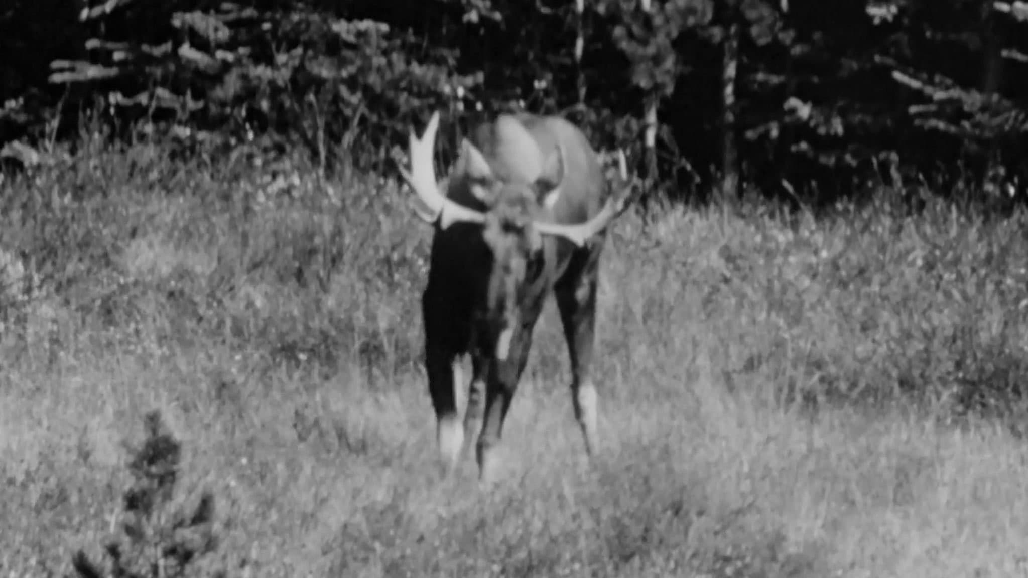 Hinterland Who's Who: Moose