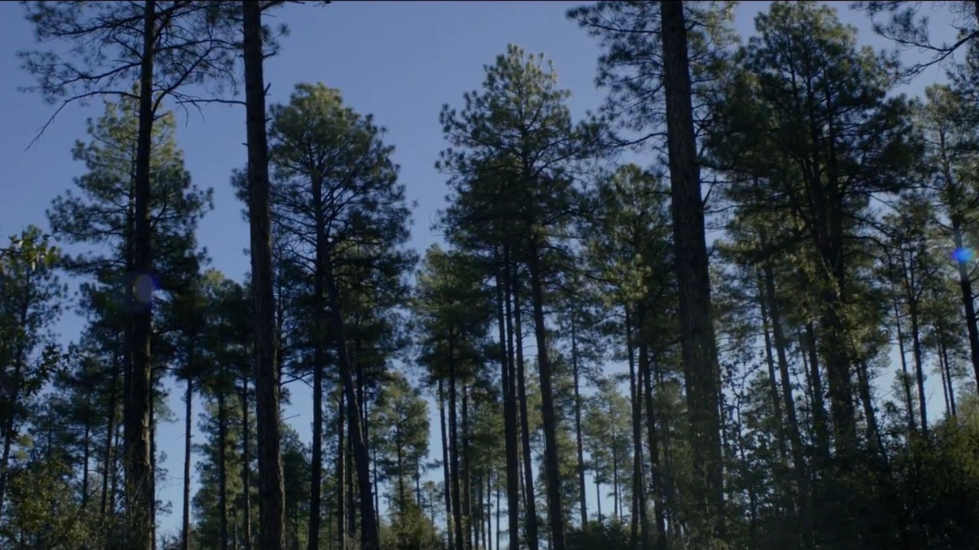 The Sleeping Village