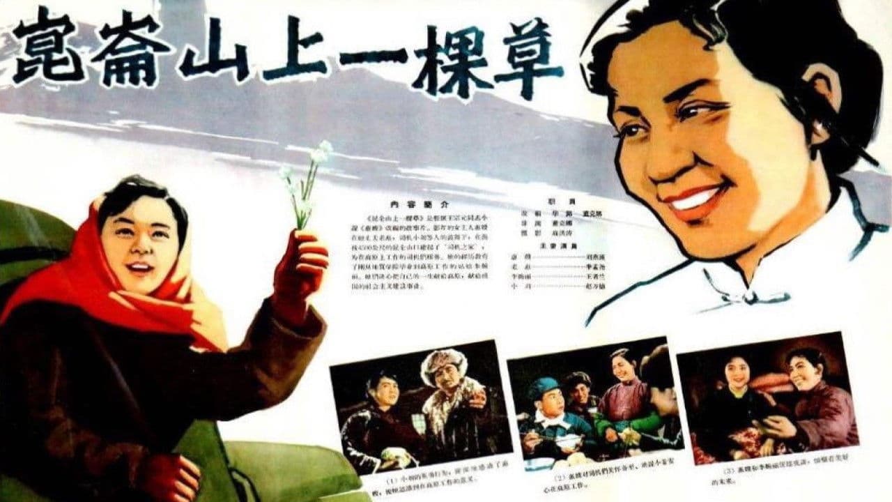 昆仑山上一棵草