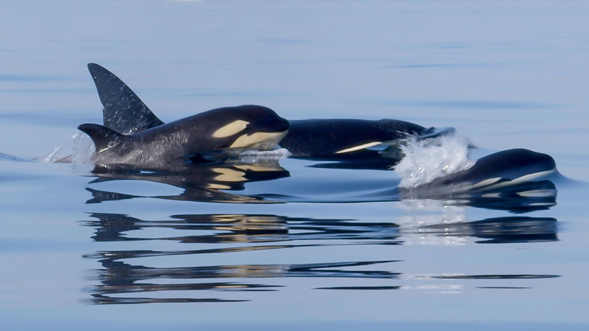 Orcas - Life in Black and White