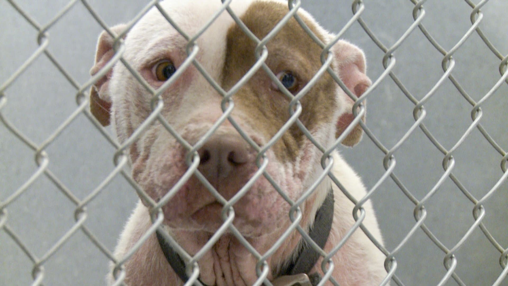 Iubirea pentru câini