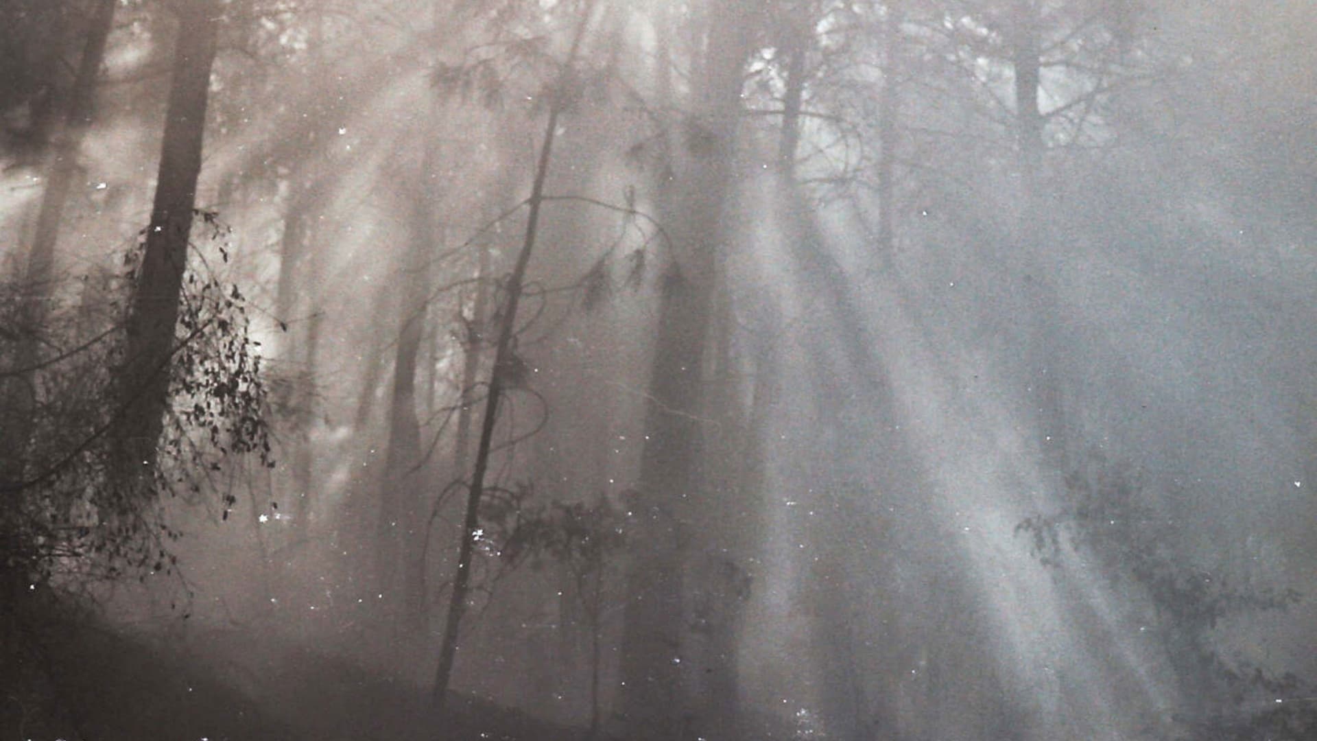 Amarillo atlántico (C)