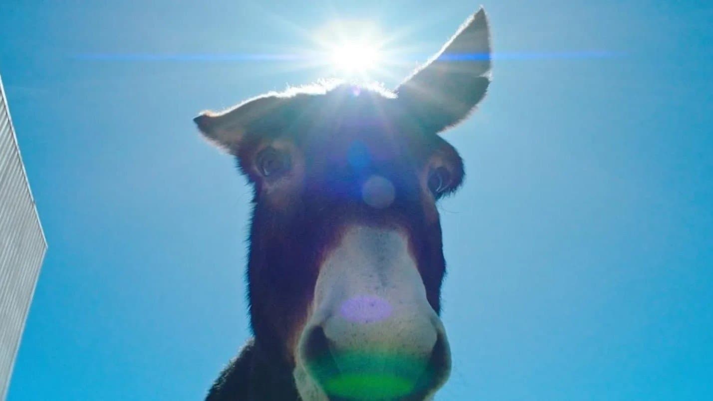 Une parfaite étrangeté