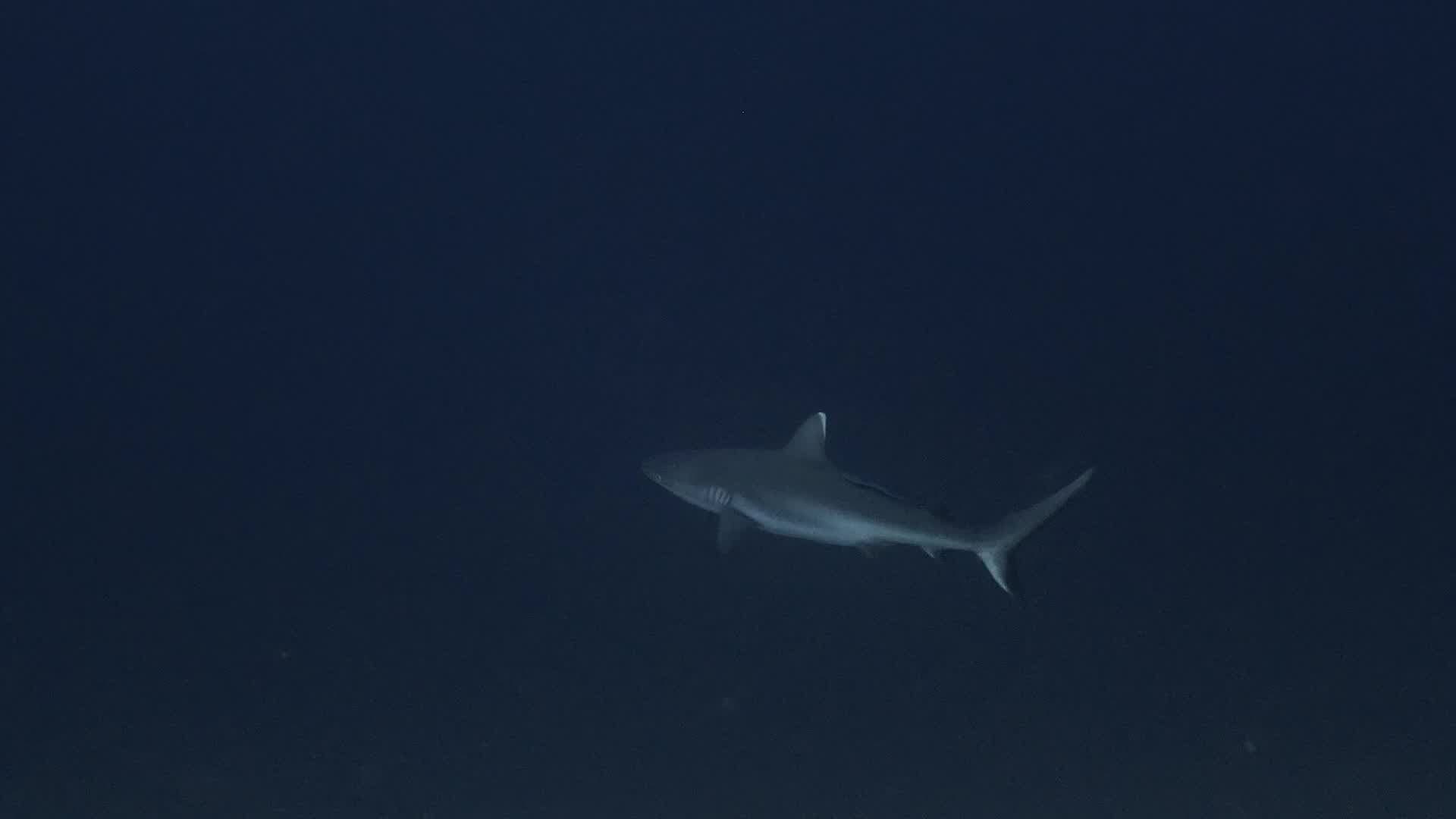 Sharks: Predators of the Deep