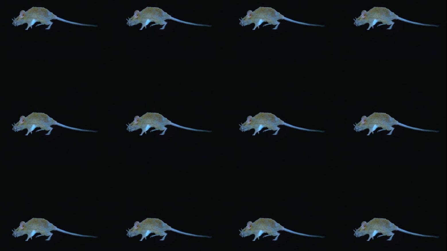 The Experience of a Rat