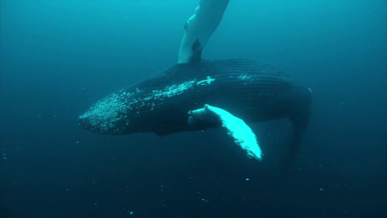 Norvège : le festin des orques