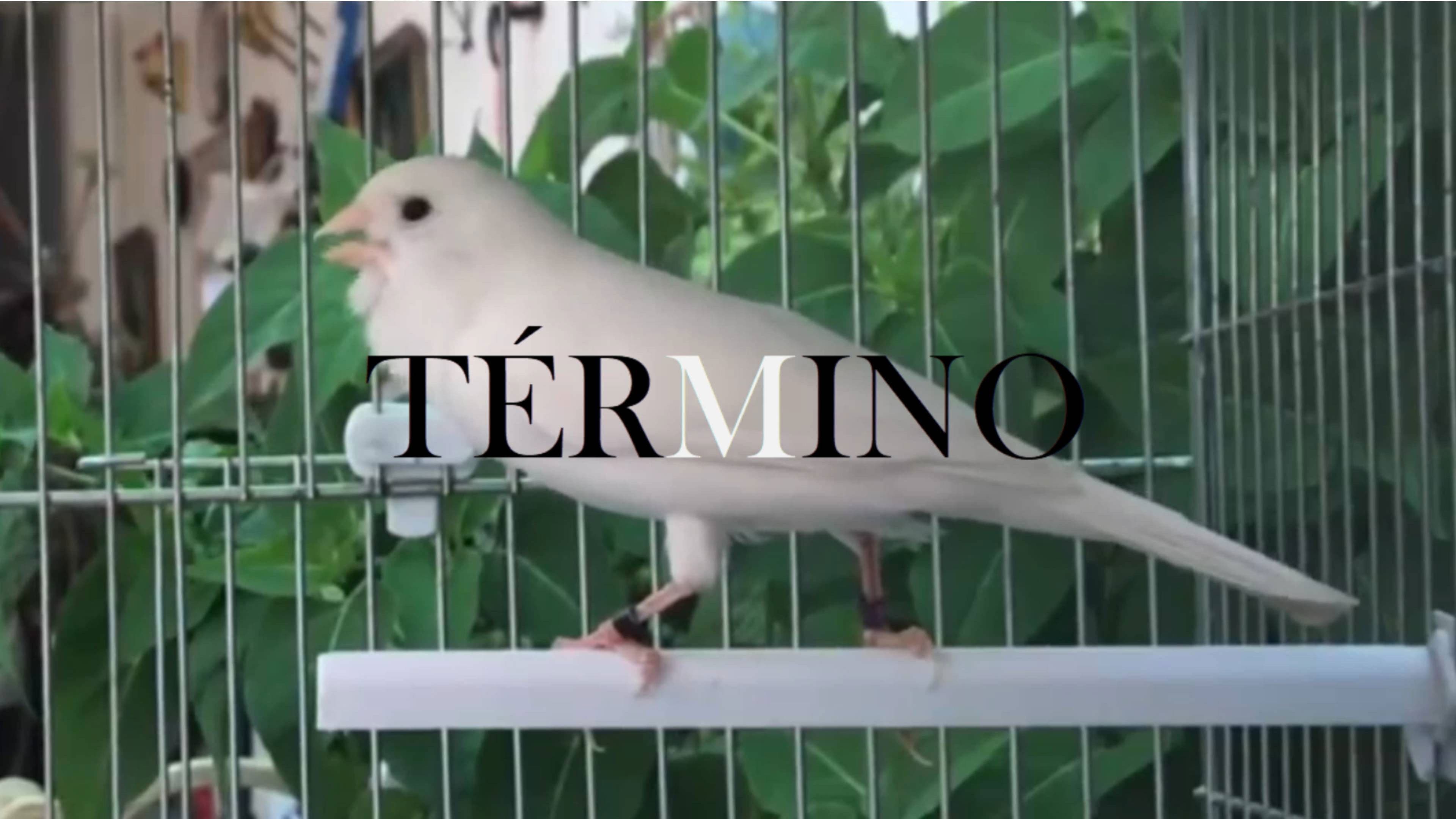 Término