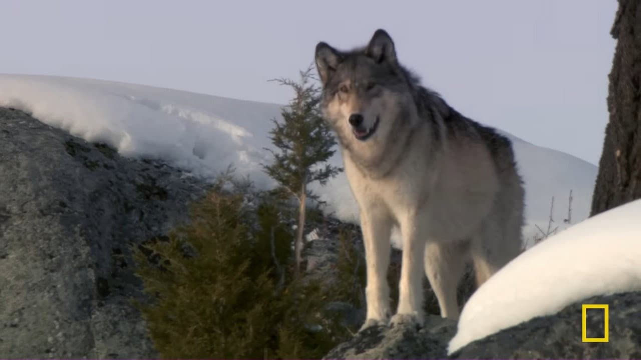 She Wolf