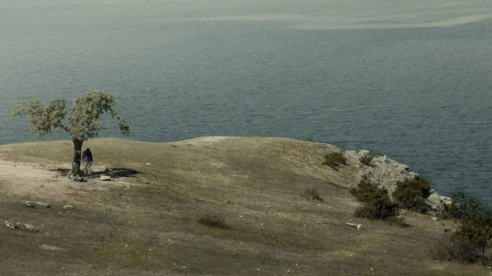 دارە گەورەکە