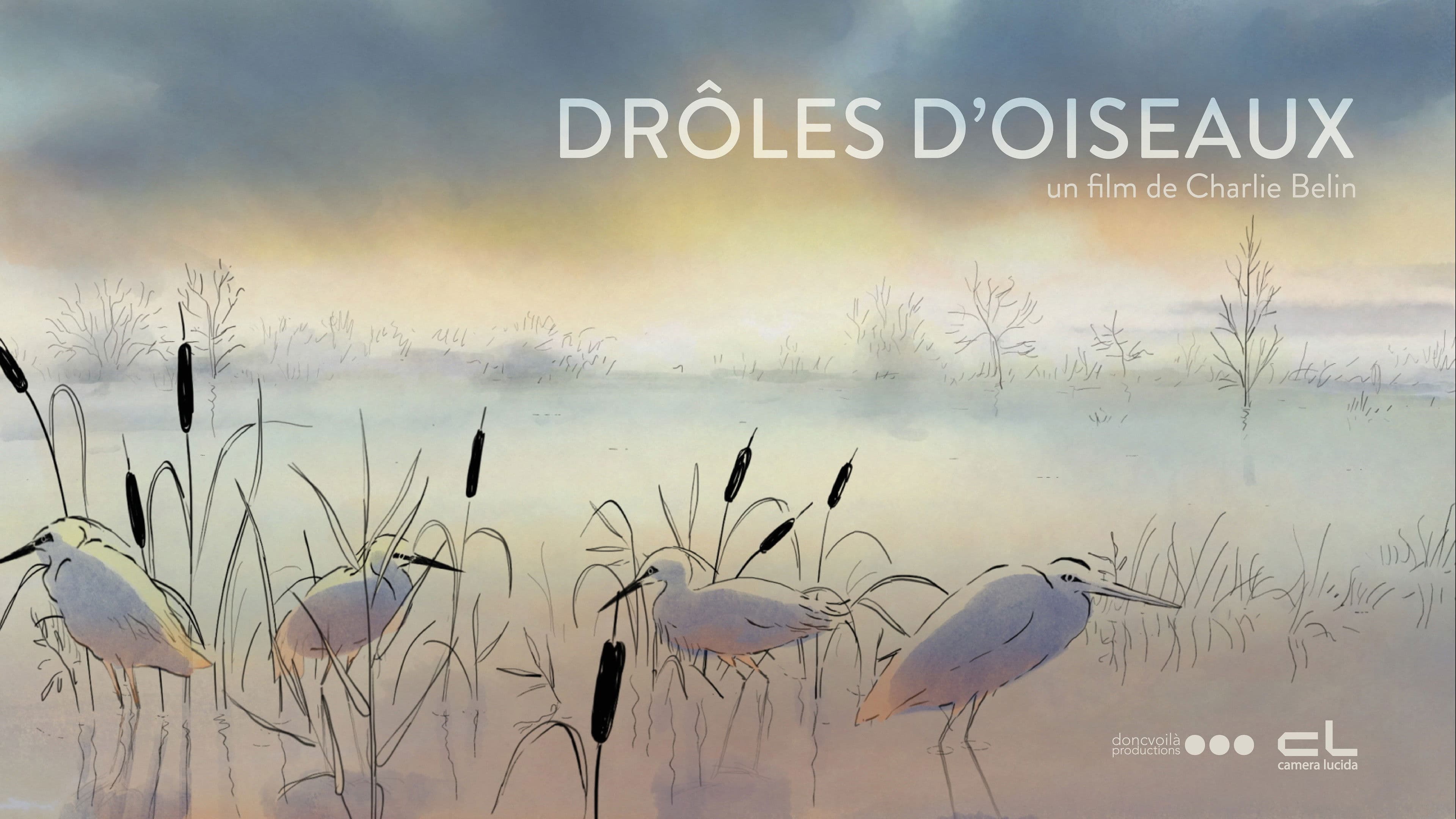 Drôles d'oiseaux