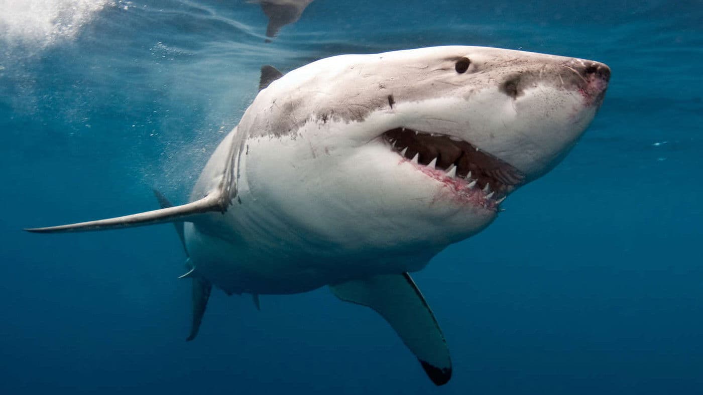 The Search for the Ocean's Super Predator