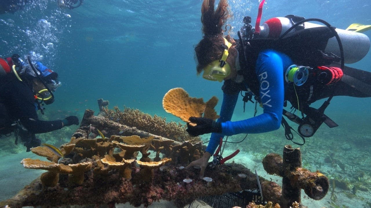 SHIELD: The Living Wall of the Caribbean