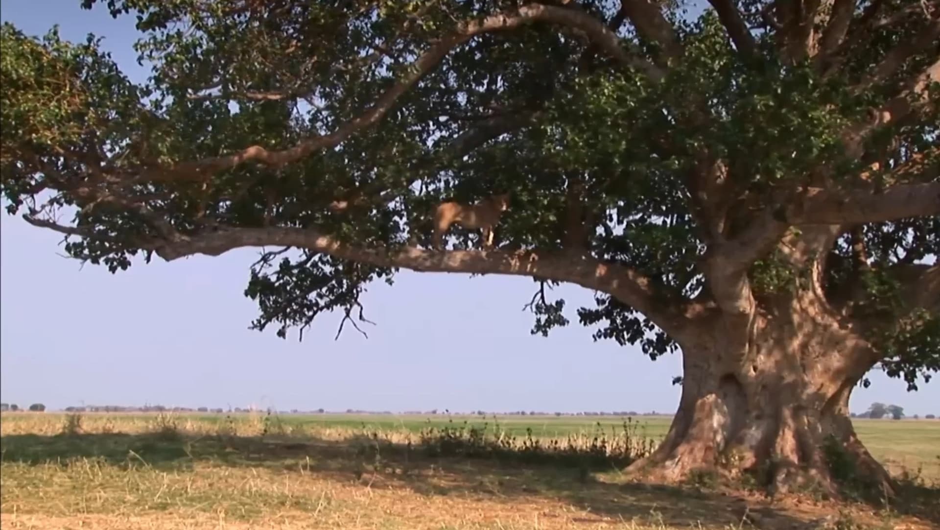 The Lion Tree