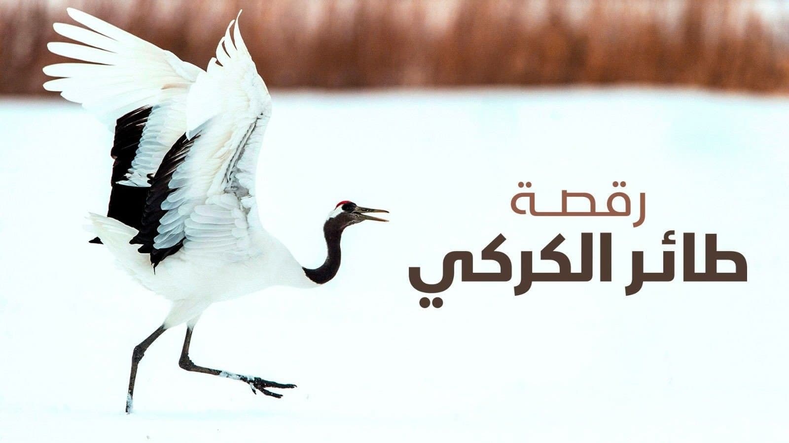 رقصة طائر الكركي