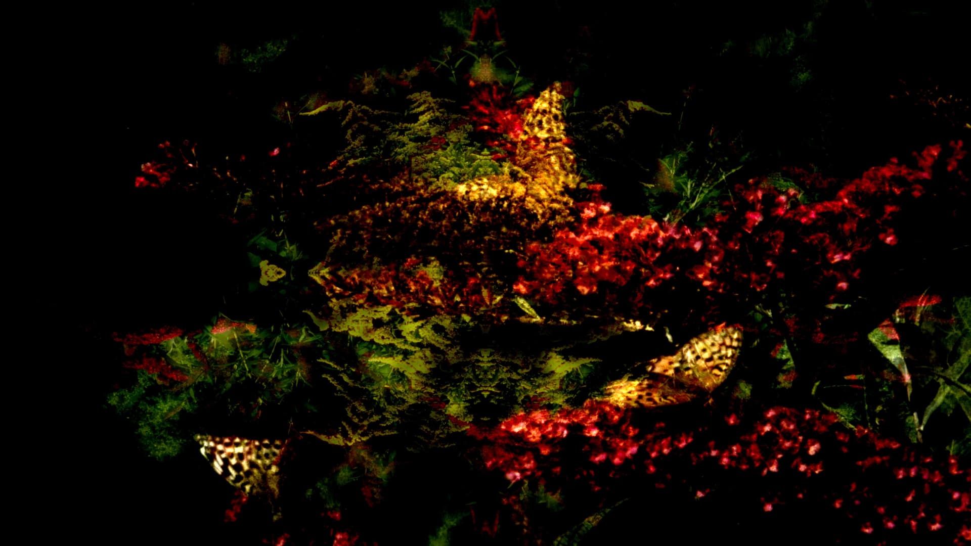 Sfarfallii liberali 360°