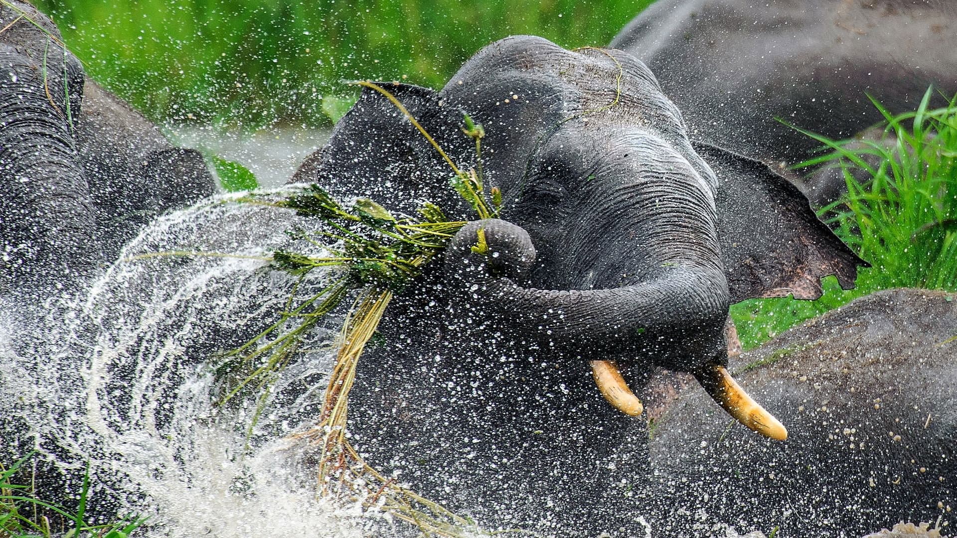 Nature's Great Divide