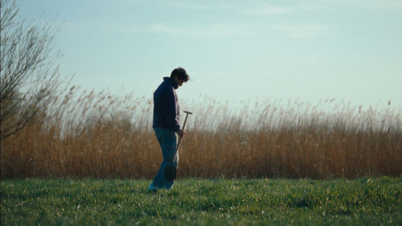 A Quarter Century Tulip