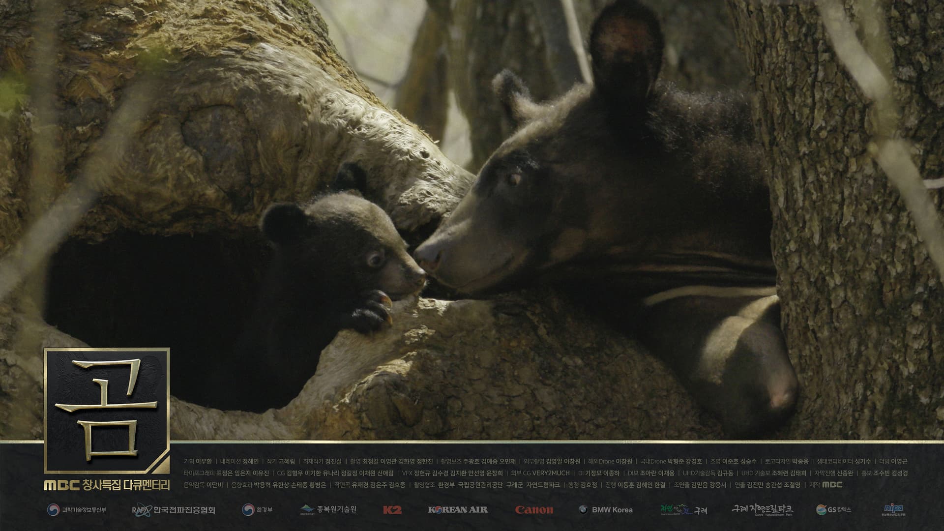 MBC 창사특집 다큐멘터리 곰