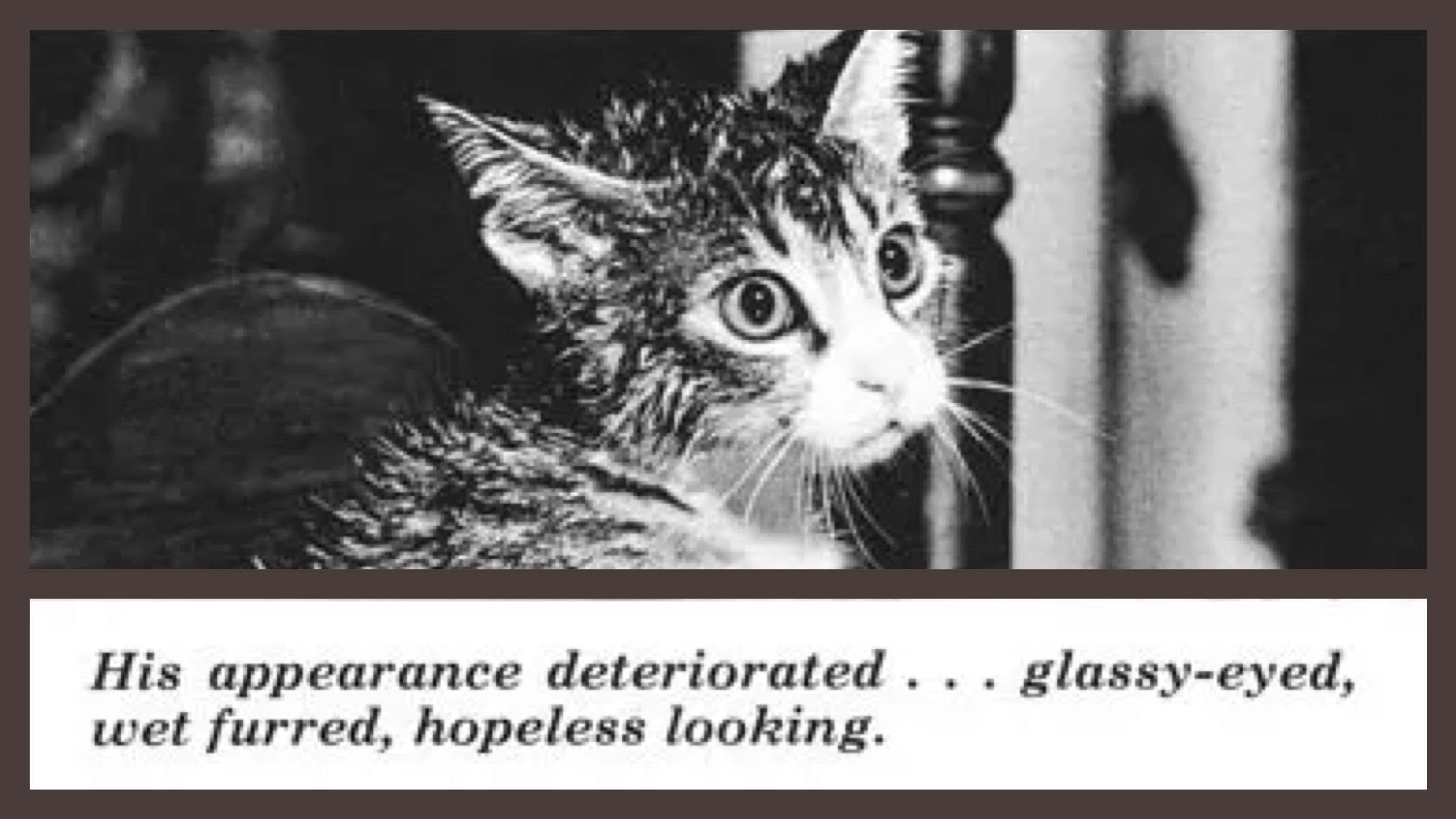 The Cat That Drank and Used Too Much