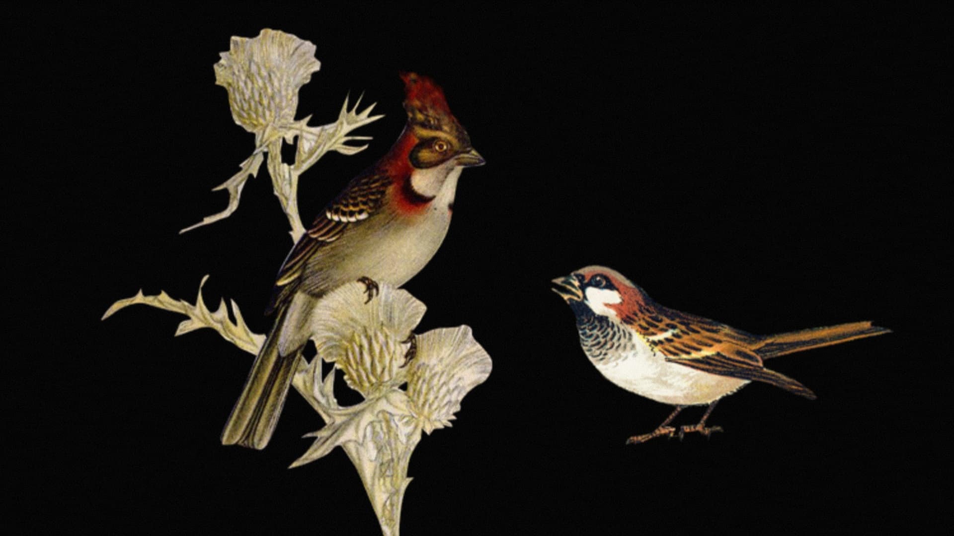 W.H. Hudson’s Remarkable Argentine Ornithology