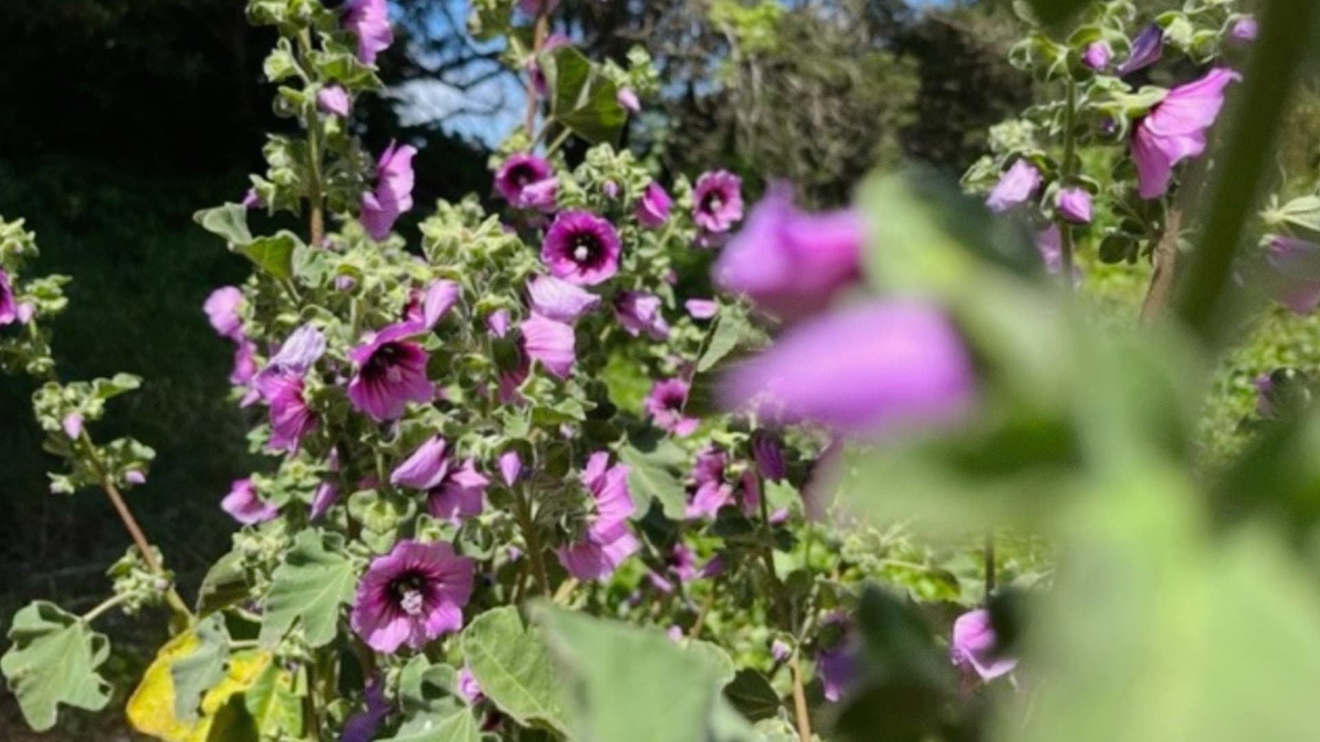 Caracole (for Izcali)