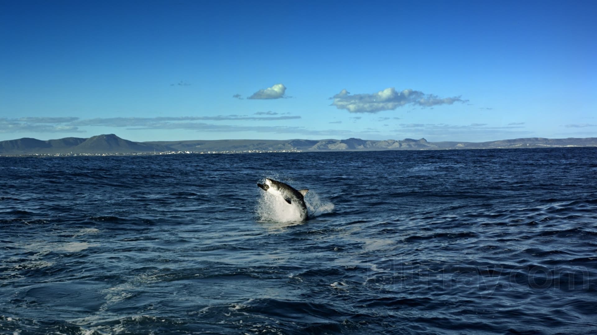 IMAX : Extreme Nature Collection