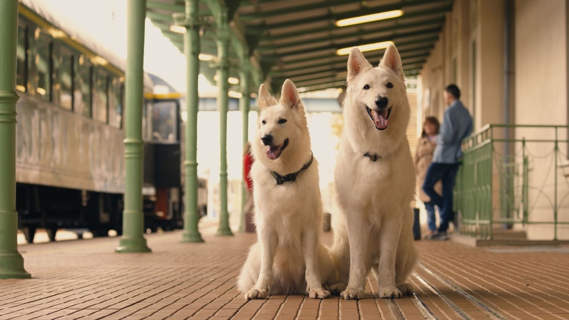 O psie, który jeździł koleją 2