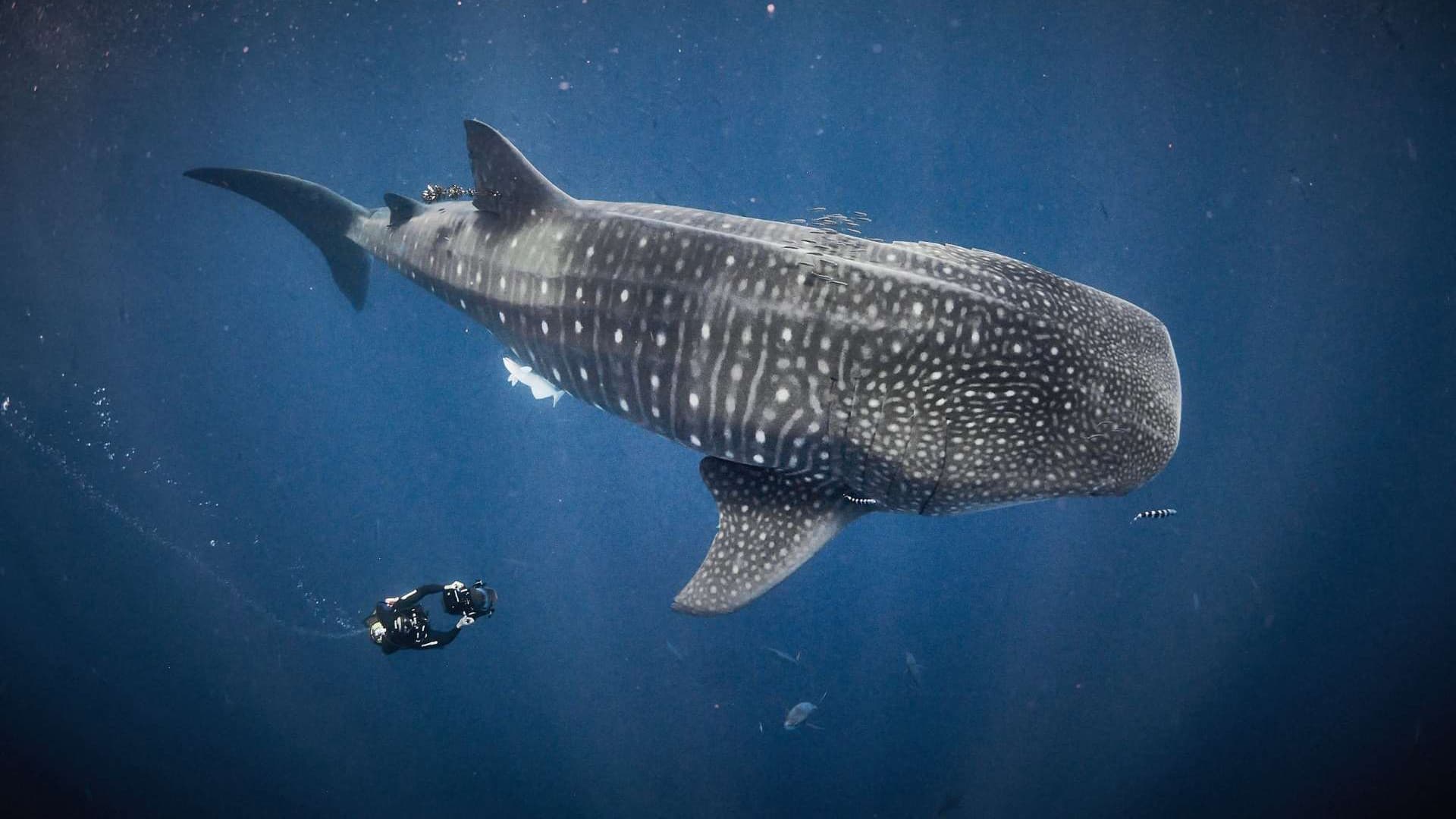 Au plus près des requins