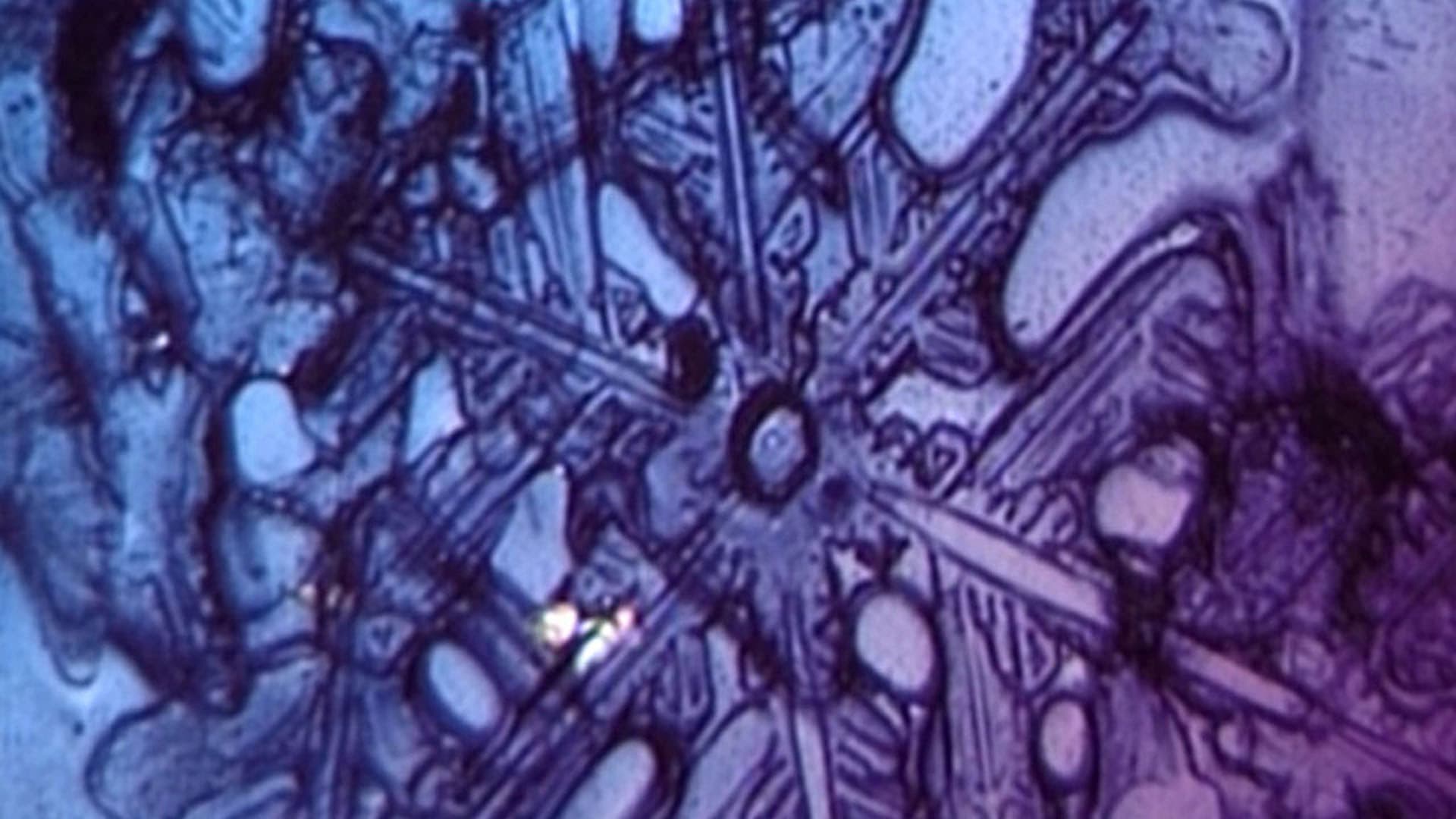 Neil Peart: A Work in Progress