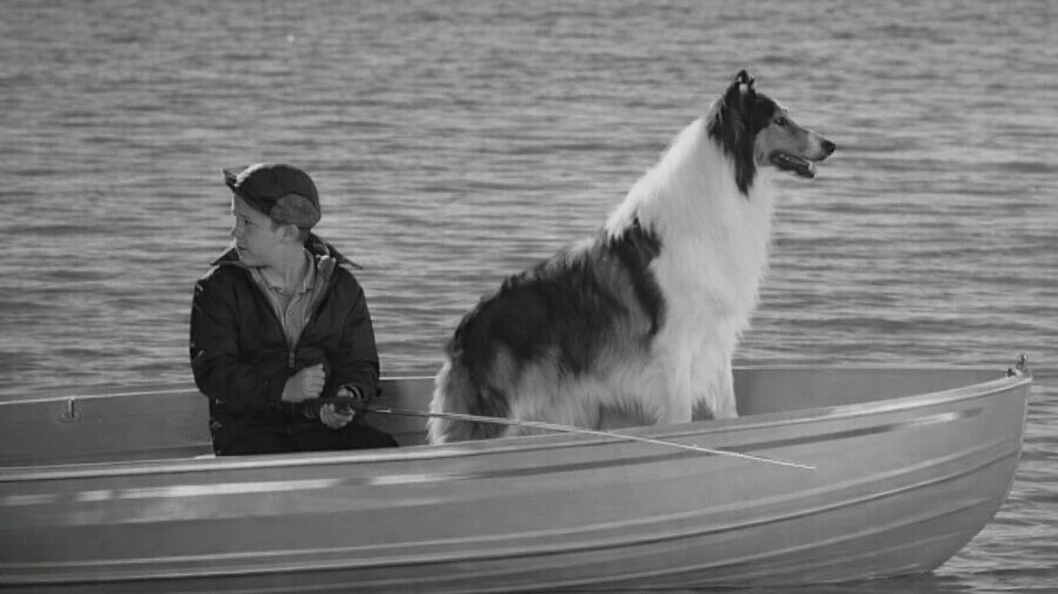 Lassie: Disappearance