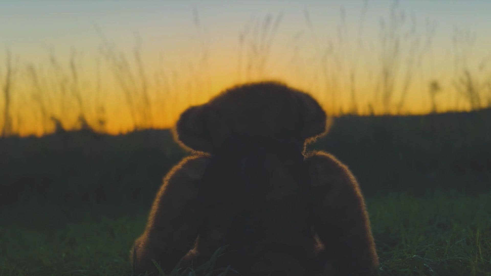 The Boy and the Bear