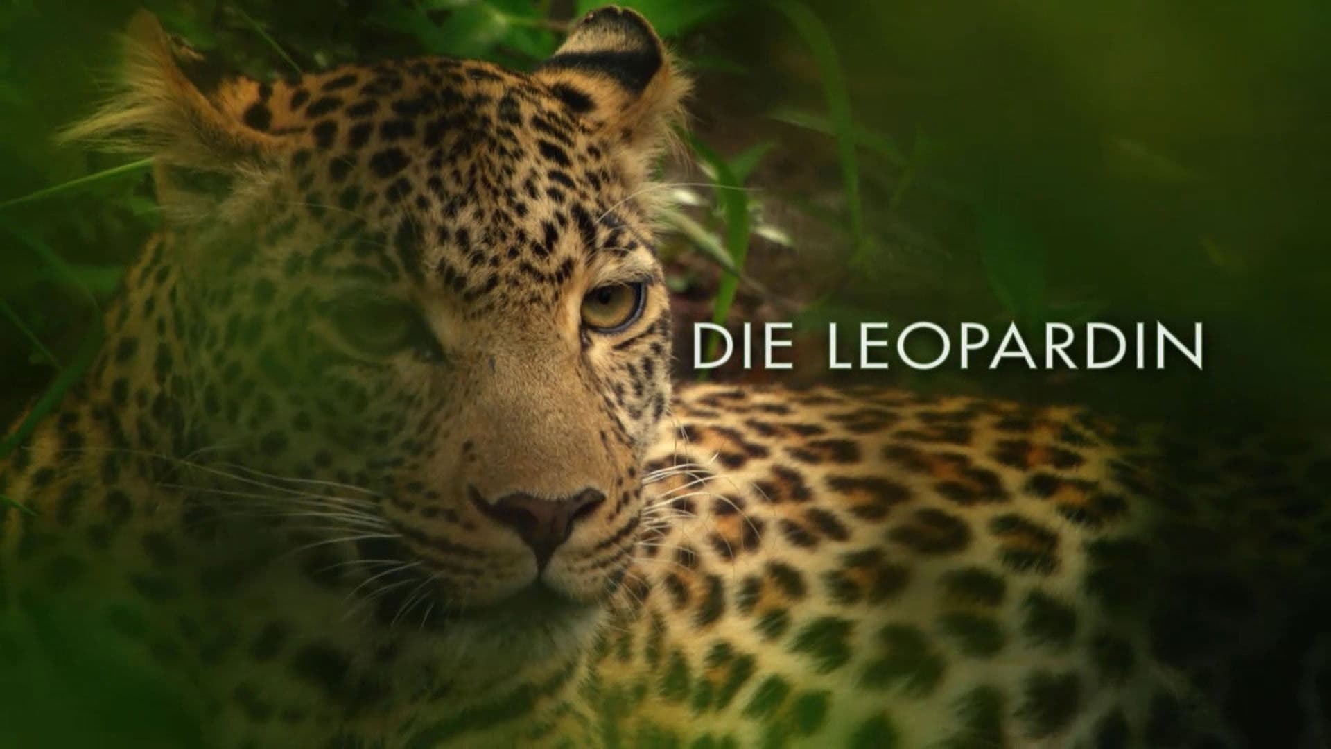 Die Leopardin