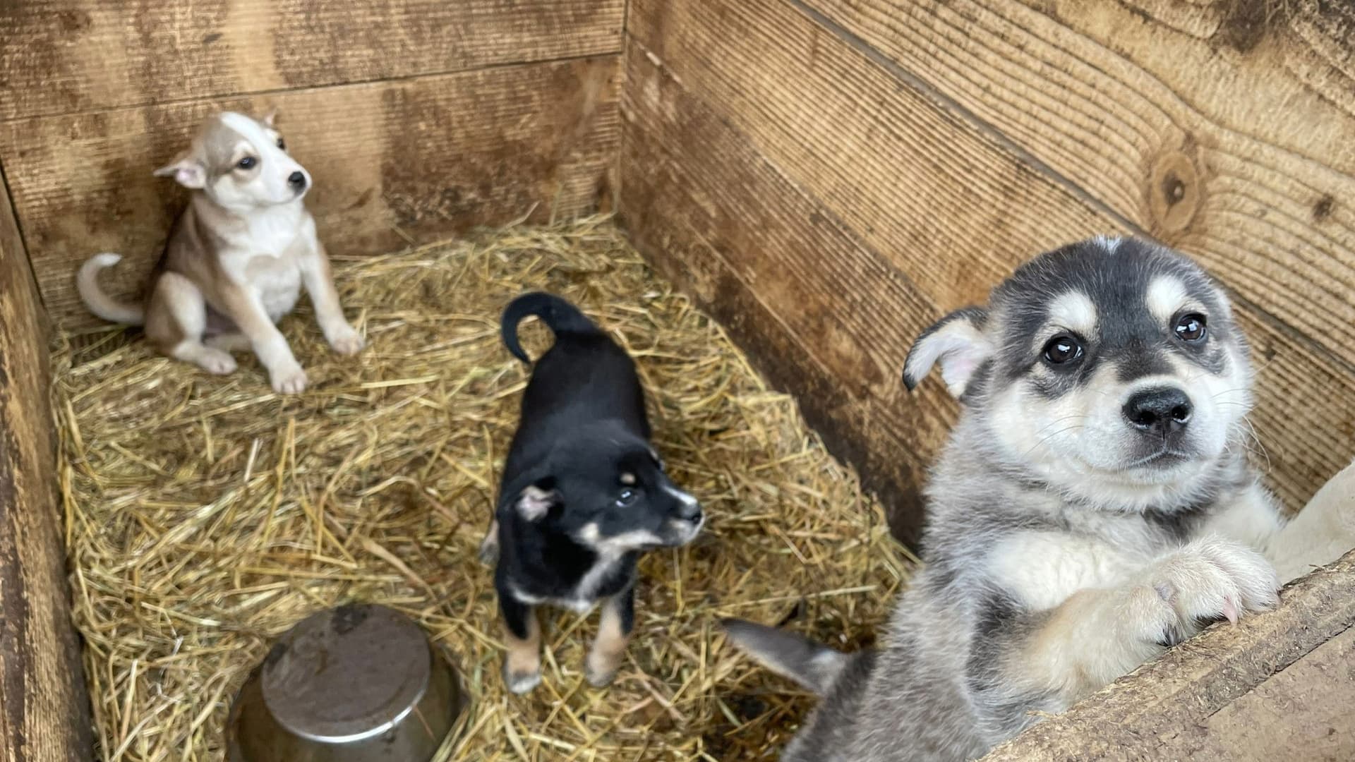犬と戦争: ウクライナで私が見たこと