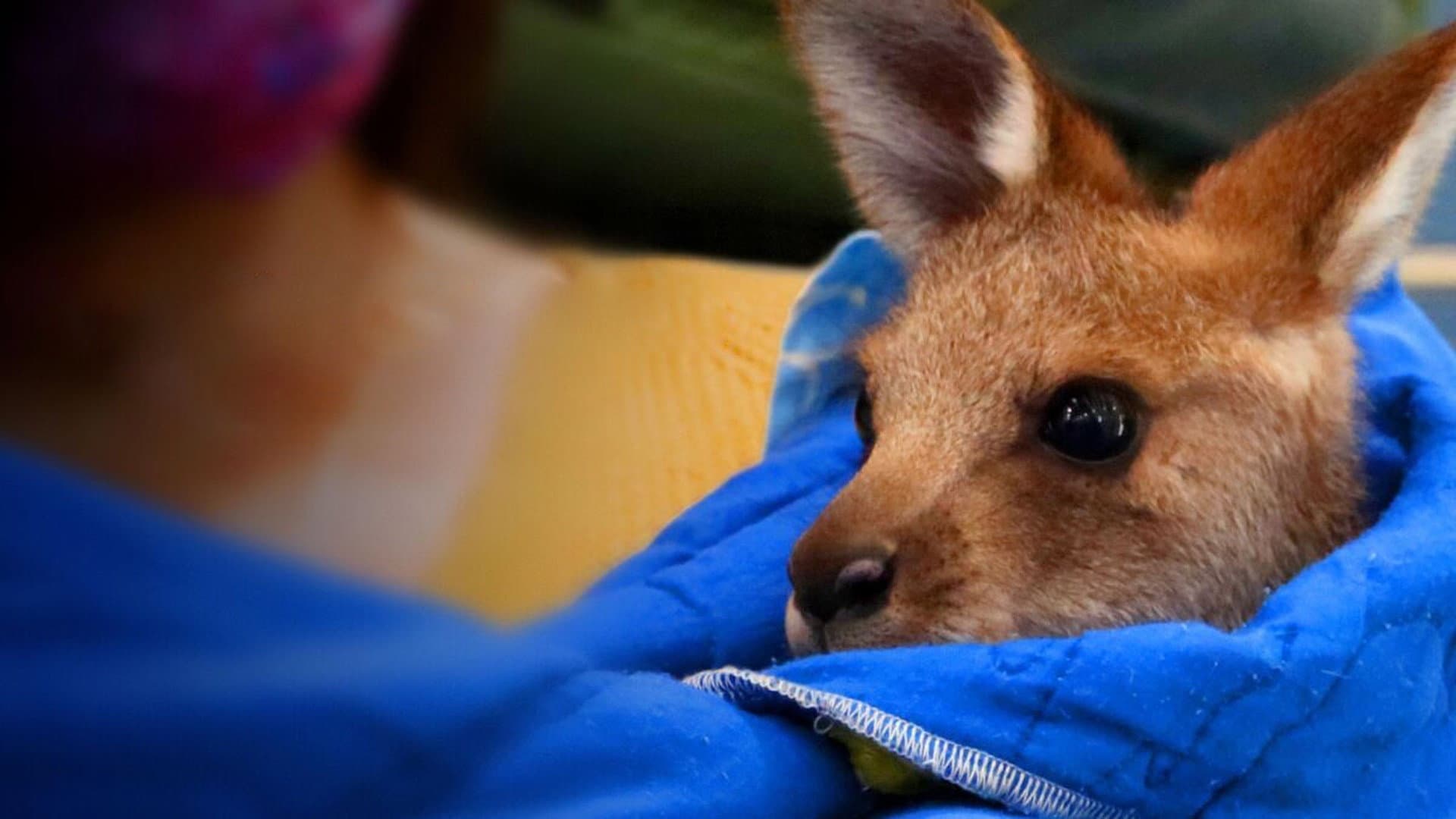 Wildlife Rescue Australia