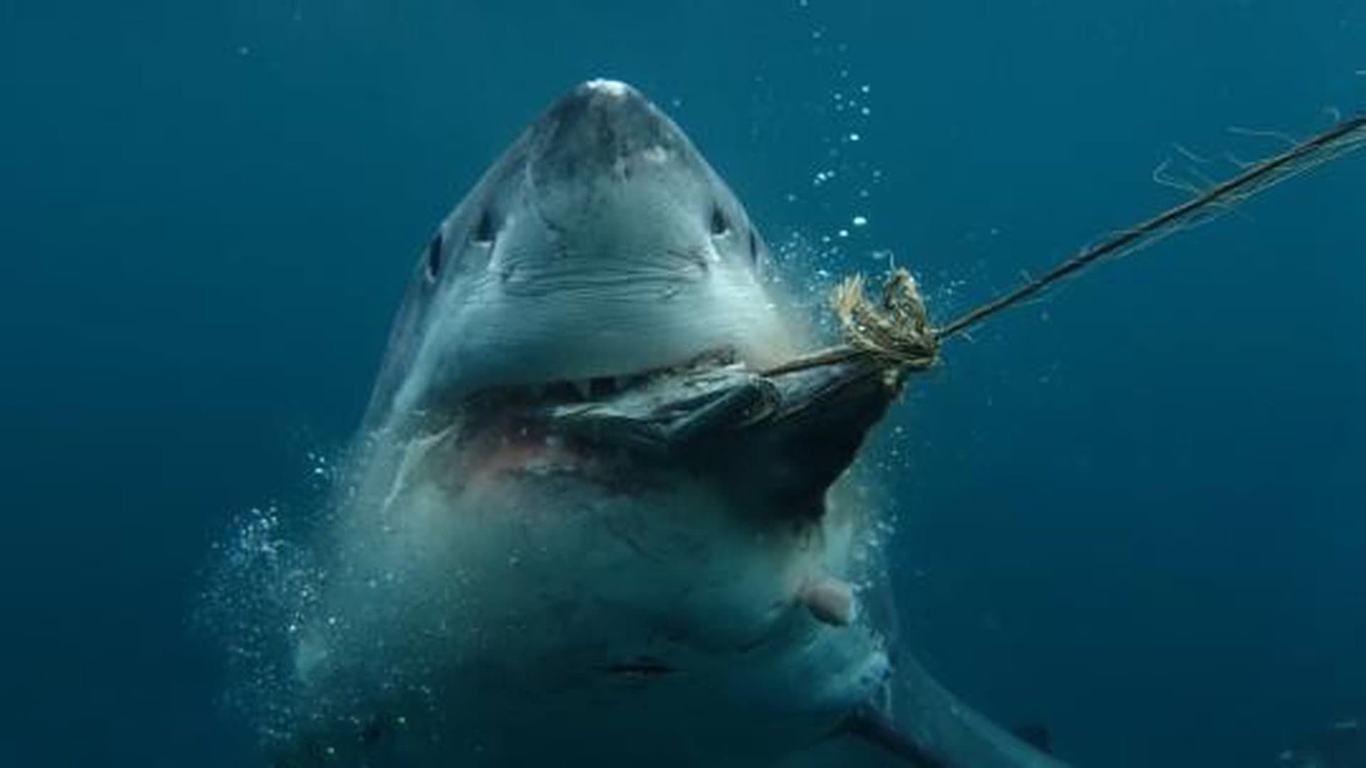 Boss Shark