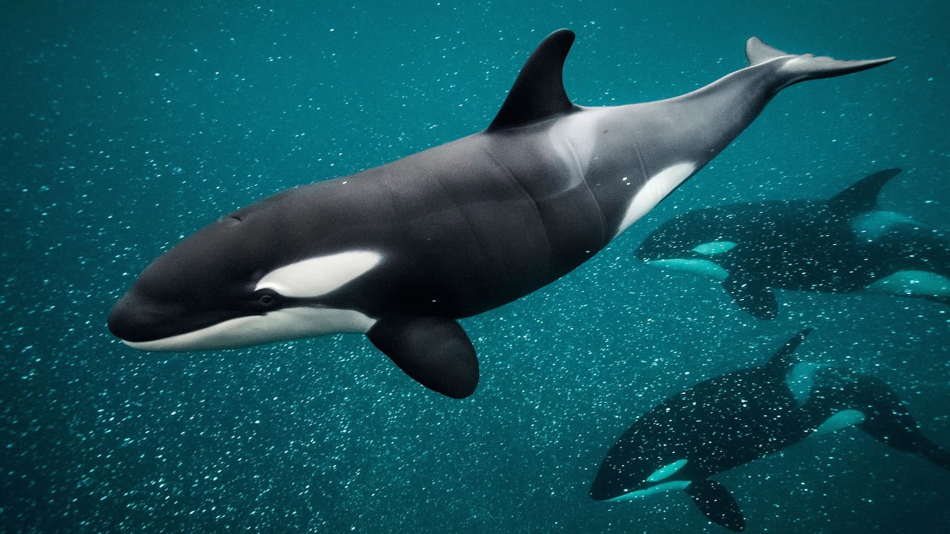 Killer Whale Chronicles