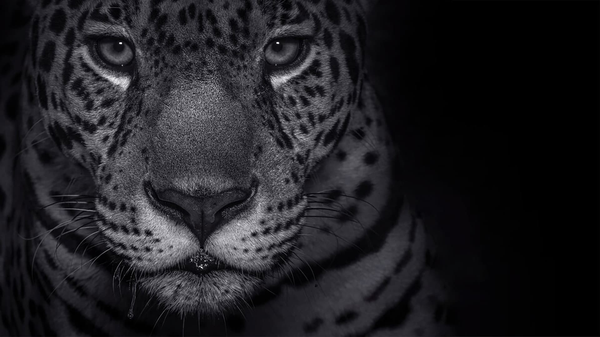 Die Erde - Ein Planet im Portrait