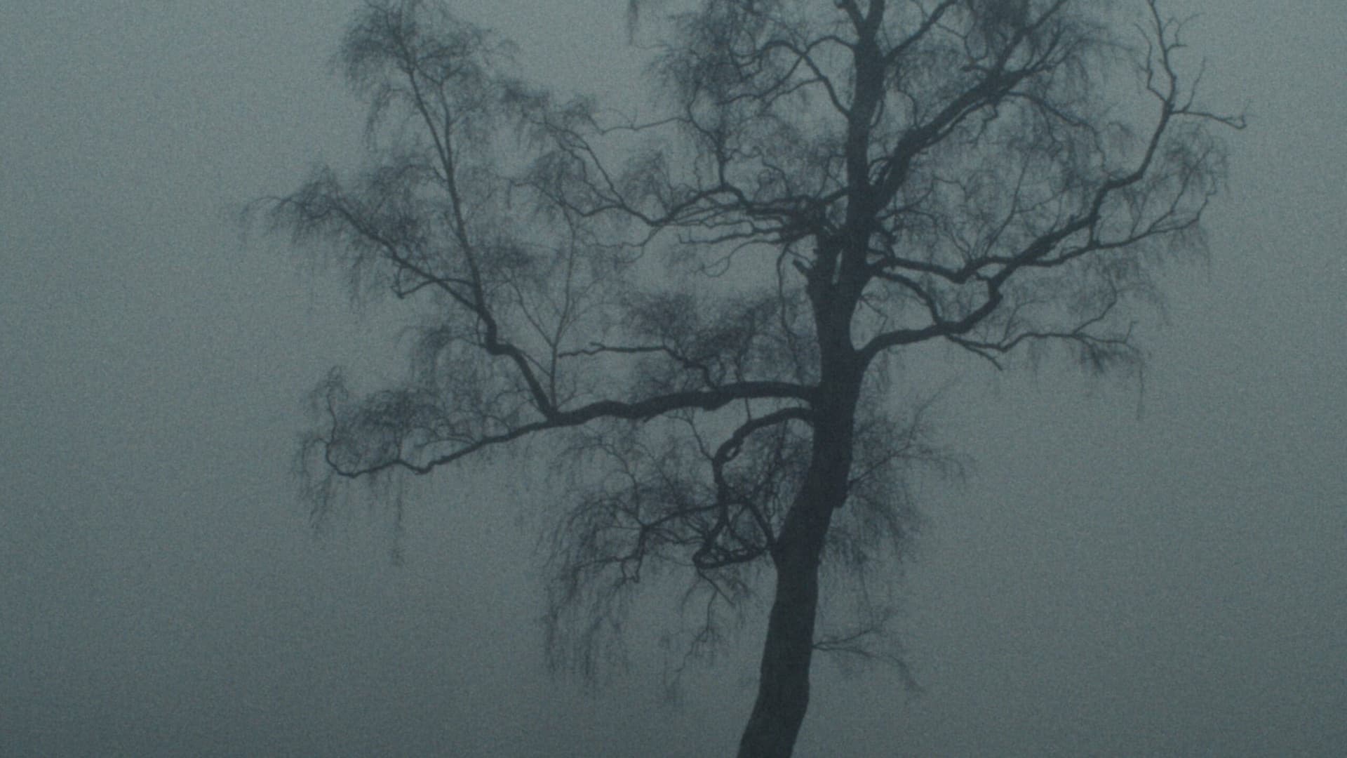 Río abajo, un tigre