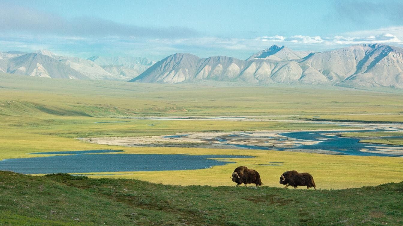 American Arctic