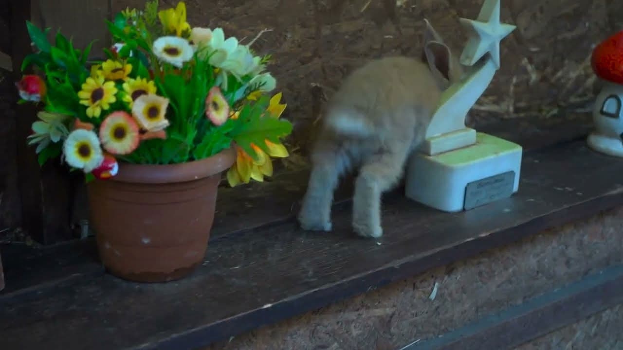 Dovşan getmək qərarina gəlir